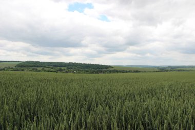 Kış buğdayı (Triticum aestivum), sonbaharda filizlenen ve kışın bitkisel hayatta kalan ve baharın başlarında büyümeye devam eden genç bitkilere dönüşen buğday türleridir.. 