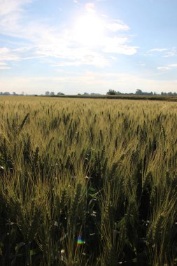 Kış buğdayı (Triticum aestivum), sonbaharda filizlenen ve kışın bitkisel hayatta kalan ve baharın başlarında büyümeye devam eden genç bitkilere dönüşen buğday türleridir.. 