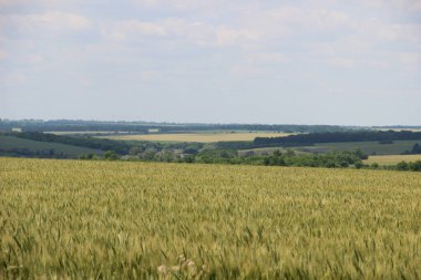 Kış buğdayı (Triticum aestivum), sonbaharda filizlenen ve kışın bitkisel hayatta kalan ve baharın başlarında büyümeye devam eden genç bitkilere dönüşen buğday türleridir.. 