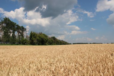 Kış buğdayı (Triticum aestivum), sonbaharda filizlenen ve kışın bitkisel hayatta kalan ve baharın başlarında büyümeye devam eden genç bitkilere dönüşen buğday türleridir.. 