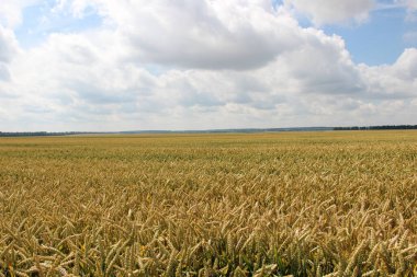 Kış buğdayı (Triticum aestivum), sonbaharda filizlenen ve kışın bitkisel hayatta kalan ve baharın başlarında büyümeye devam eden genç bitkilere dönüşen buğday türleridir.. 