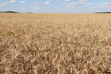 Kış buğdayı (Triticum aestivum), sonbaharda filizlenen ve kışın bitkisel hayatta kalan ve baharın başlarında büyümeye devam eden genç bitkilere dönüşen buğday türleridir.. 