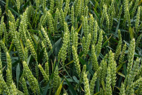 Winter wheat (Triticum aestivum) are strains of wheat that are sowing in the autumn to germinate and develop into young plants that remain in the vegetative phase during the winter and resume growth in early spring.