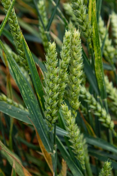 Winter wheat (Triticum aestivum) are strains of wheat that are sowing in the autumn to germinate and develop into young plants that remain in the vegetative phase during the winter and resume growth in early spring.