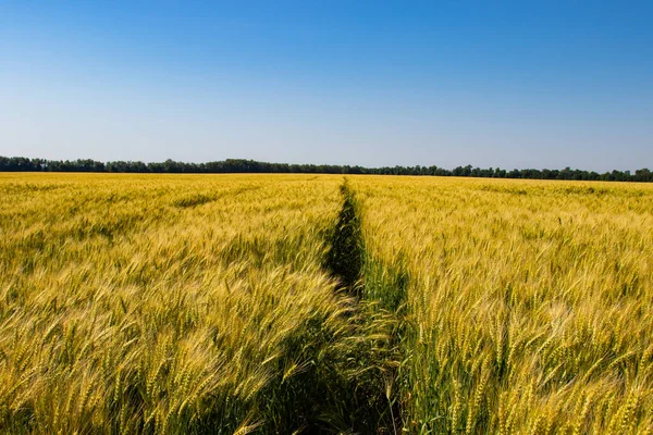 Winterweizen Triticum Aestivum Sind Weizenstämme Die Herbst Ausgesät Werden Keimen — Stockfoto