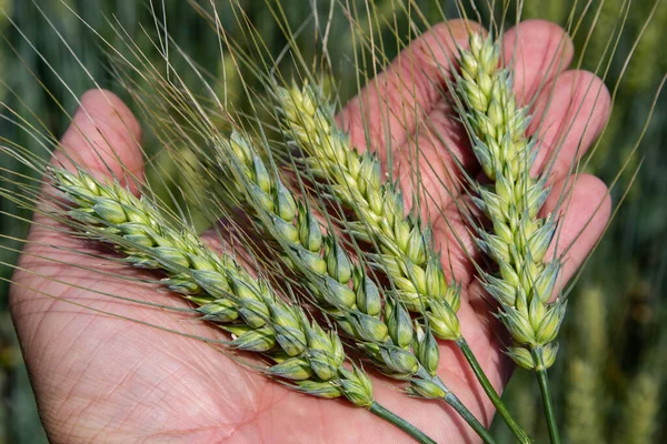 Winter wheat (Triticum aestivum) are strains of wheat that are sowing in the autumn to germinate and develop into young plants that remain in the vegetative phase during the winter and resume growth in early spring.