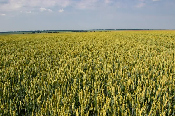 Winter wheat (Triticum aestivum) are strains of wheat that are sowing in the autumn to germinate and develop into young plants that remain in the vegetative phase during the winter and resume growth in early spring.