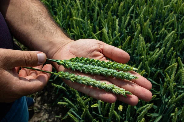 Winter wheat (Triticum aestivum) are strains of wheat that are sowing in the autumn to germinate and develop into young plants that remain in the vegetative phase during the winter and resume growth in early spring.