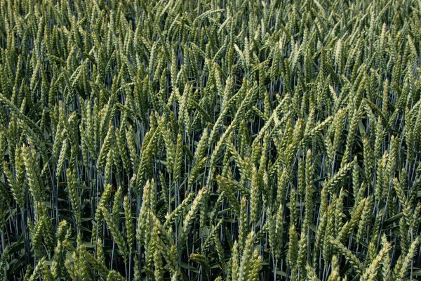 Winter wheat (Triticum aestivum) are strains of wheat that are sowing in the autumn to germinate and develop into young plants that remain in the vegetative phase during the winter and resume growth in early spring.