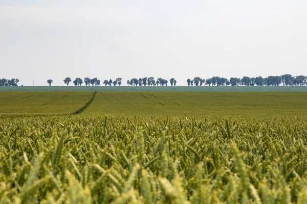 Winterweizen Triticum Aestivum Sind Weizenstämme Die Herbst Ausgesät Werden Keimen — Stockfoto