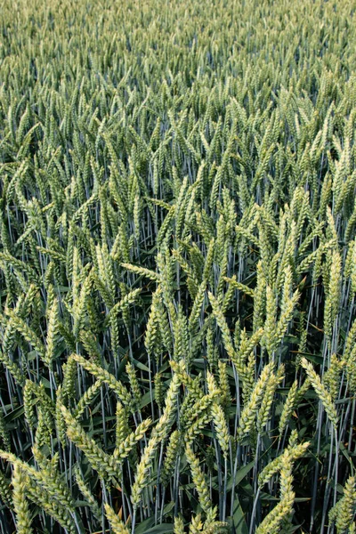 Winter wheat (Triticum aestivum) are strains of wheat that are sowing in the autumn to germinate and develop into young plants that remain in the vegetative phase during the winter and resume growth in early spring.