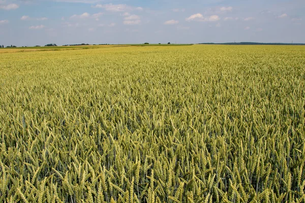 Winter wheat (Triticum aestivum) are strains of wheat that are sowing in the autumn to germinate and develop into young plants that remain in the vegetative phase during the winter and resume growth in early spring.