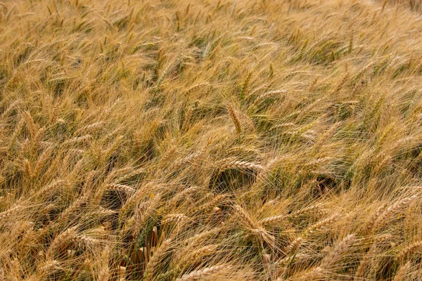 Trigo Invierno Triticum Aestivum Son Cepas Trigo Que Siembran Otoño — Foto de Stock