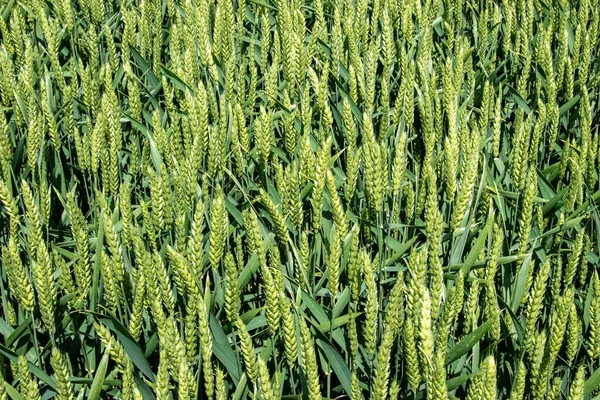 Winter wheat (Triticum aestivum) are strains of wheat that are sowing in the autumn to germinate and develop into young plants that remain in the vegetative phase during the winter and resume growth in early spring.