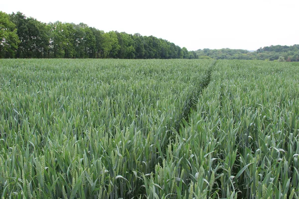 Winter wheat (Triticum aestivum) are strains of wheat that are sowing in the autumn to germinate and develop into young plants that remain in the vegetative phase during the winter and resume growth in early spring.