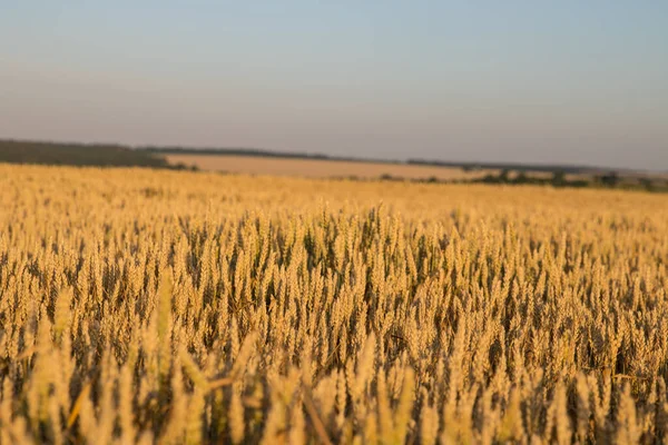 Trigo Inverno Triticum Aestivum São Linhagens Trigo Que Estão Semeando — Fotografia de Stock