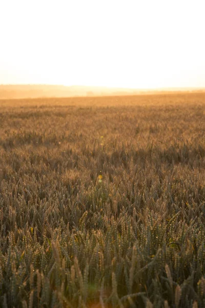 Winter wheat (Triticum aestivum) are strains of wheat that are sowing in the autumn to germinate and develop into young plants that remain in the vegetative phase during the winter and resume growth in early spring.