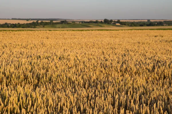 Winterweizen Triticum Aestivum Sind Weizenstämme Die Herbst Ausgesät Werden Keimen — Stockfoto