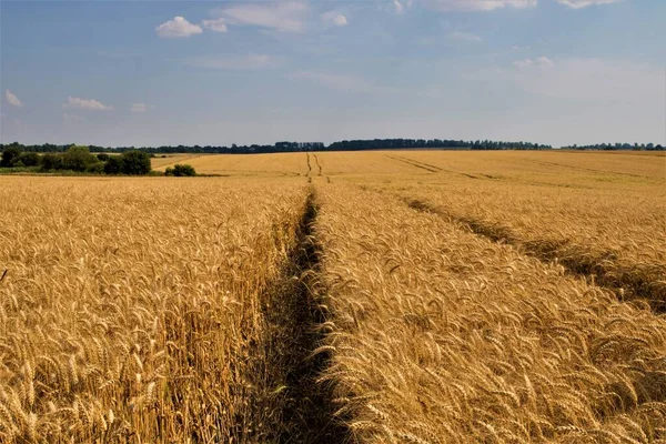 Winter wheat (Triticum aestivum) are strains of wheat that are sowing in the autumn to germinate and develop into young plants that remain in the vegetative phase during the winter and resume growth in early spring.