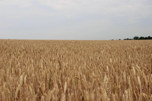 冬小麦 Triticum Aestivum 是秋季播下的小麦品种 在冬季萌发并发育成为植物生长阶段的幼体 在早春恢复生长 — 图库照片