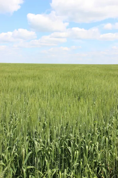 Winter wheat (Triticum aestivum) are strains of wheat that are sowing in the autumn to germinate and develop into young plants that remain in the vegetative phase during the winter and resume growth in early spring.