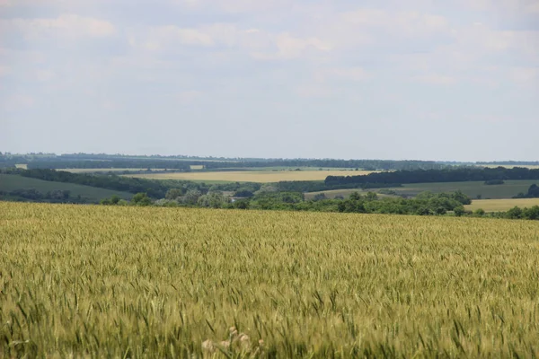 Winterweizen Triticum Aestivum Sind Weizenstämme Die Herbst Ausgesät Werden Keimen — Stockfoto