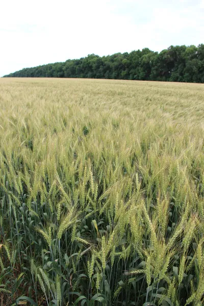 Winter wheat (Triticum aestivum) are strains of wheat that are sowing in the autumn to germinate and develop into young plants that remain in the vegetative phase during the winter and resume growth in early spring.