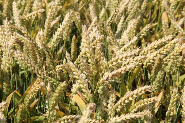 Winter wheat (Triticum aestivum) are strains of wheat that are sowing in the autumn to germinate and develop into young plants that remain in the vegetative phase during the winter and resume growth in early spring.