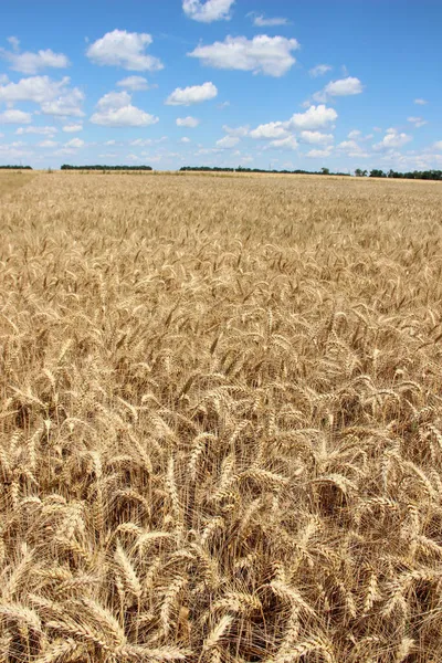 Winter wheat (Triticum aestivum) are strains of wheat that are sowing in the autumn to germinate and develop into young plants that remain in the vegetative phase during the winter and resume growth in early spring.