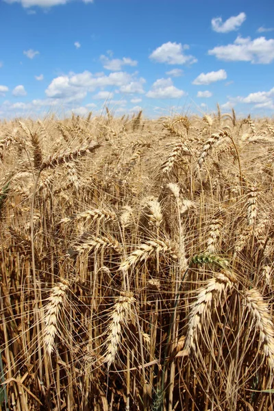 Winter wheat (Triticum aestivum) are strains of wheat that are sowing in the autumn to germinate and develop into young plants that remain in the vegetative phase during the winter and resume growth in early spring.