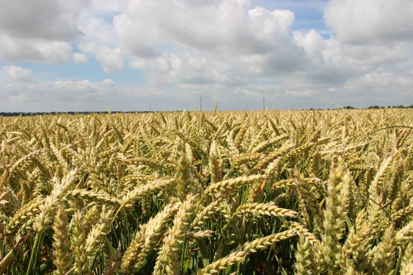 Kış Buğdayı Triticum Aestivum Sonbaharda Filizlenen Kışın Bitkisel Hayatta Kalan — Stok fotoğraf