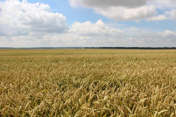 Winter wheat (Triticum aestivum) are strains of wheat that are sowing in the autumn to germinate and develop into young plants that remain in the vegetative phase during the winter and resume growth in early spring.