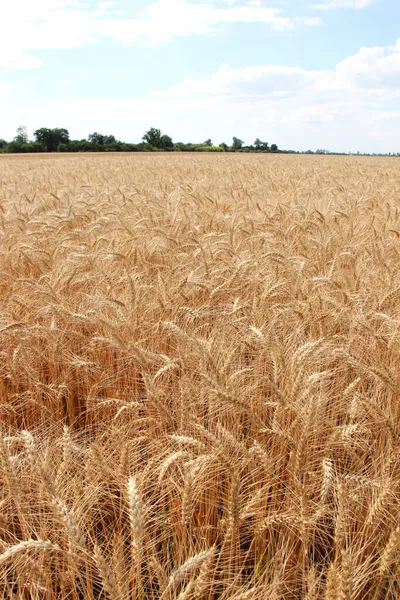 Winter wheat (Triticum aestivum) are strains of wheat that are sowing in the autumn to germinate and develop into young plants that remain in the vegetative phase during the winter and resume growth in early spring.