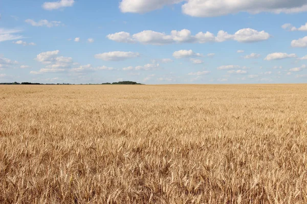 Blé Hiver Triticum Aestivum Est Une Variété Blé Qui Est — Photo