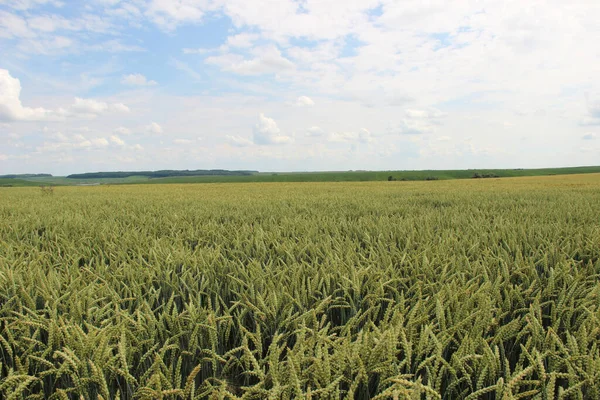 Winterweizen Triticum Aestivum Sind Weizenstämme Die Herbst Ausgesät Werden Keimen — Stockfoto