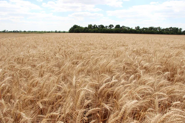 Winter wheat (Triticum aestivum) are strains of wheat that are sowing in the autumn to germinate and develop into young plants that remain in the vegetative phase during the winter and resume growth in early spring.