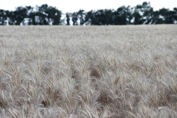 Winter wheat (Triticum aestivum) are strains of wheat that are sowing in the autumn to germinate and develop into young plants that remain in the vegetative phase during the winter and resume growth in early spring.