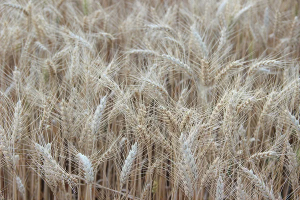 Trigo Invierno Triticum Aestivum Son Cepas Trigo Que Siembran Otoño — Foto de Stock