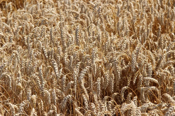 Trigo Invierno Triticum Aestivum Son Cepas Trigo Que Siembran Otoño — Foto de Stock