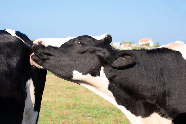 Bela Vaca Leiteira Lamber Outra Com Língua Conceito Natureza — Fotografia de Stock