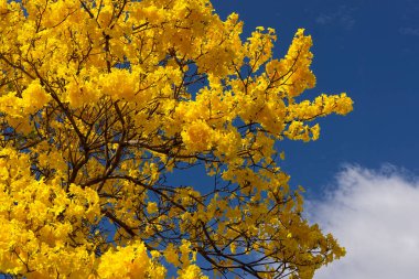 Parlak sarı trompet ağacı, tabebuia chrysotricha, bulutlu mavi gökyüzüne yakın çekim.