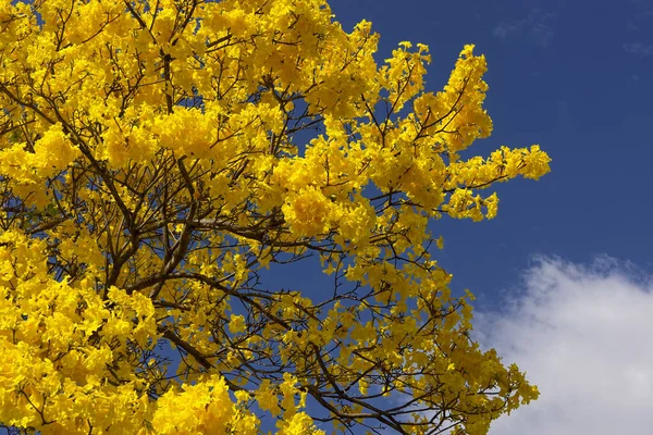 Parlak sarı trompet ağacı, tabebuia chrysotricha, bulutlu mavi gökyüzüne yakın çekim.