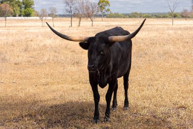 Kara Teksaslı uzun boynuzlu sığırlar kuru bir otlakta bir ağacın altında dinleniyor..