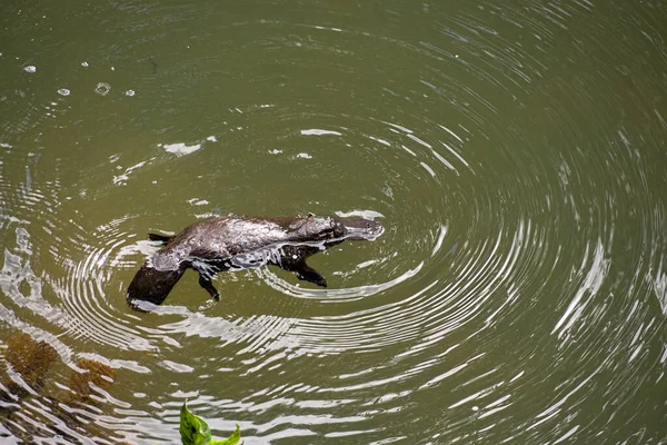 İkonik Avustralya ornitorenksi, ornithorhynchus anatinus, gagası ve ördek gibi perdeli ayaklarıyla ve bir su samurunun kürkü ile Eungella, Queensland, Avustralya 'da çekilmiş..