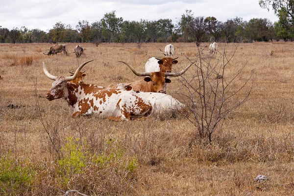 Texas Gado Longhorn Com Vacas Bezerros Com Chifres Enormes Descansando — Fotografia de Stock