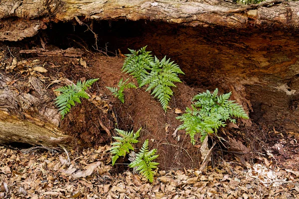 Bright Green Ferns Growing Out Decomposing Rotten Tree Log Which — 스톡 사진