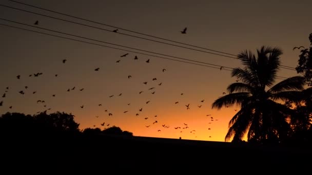 Morcegos Fruta Raposas Voadoras Que Saem Acampamento Poleiro Após Pôr — Vídeo de Stock