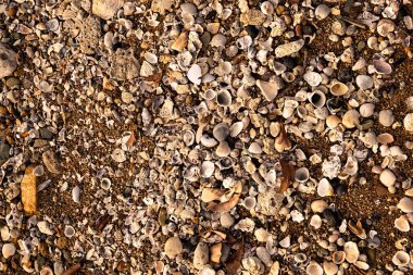 Queensland, Avustralya 'da tropik bir plajda deniz kabukları ve kırık mercan parçaları bulundu..