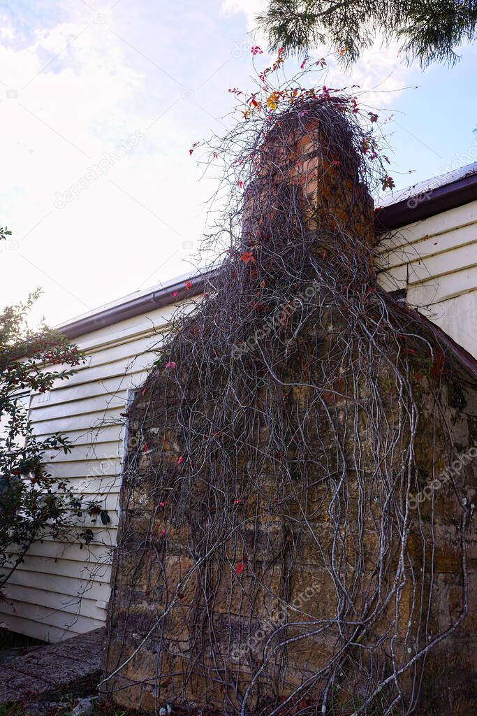 Sandstone chimney covered in tangled vines on an old weatherboard house in Southern Queensland, Australia.                              