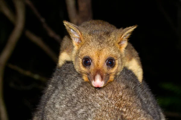 Primer Plano Una Zarigüeya Australiana Trichosura Vulpecula Justo Fuera Bolsa Fotos De Stock